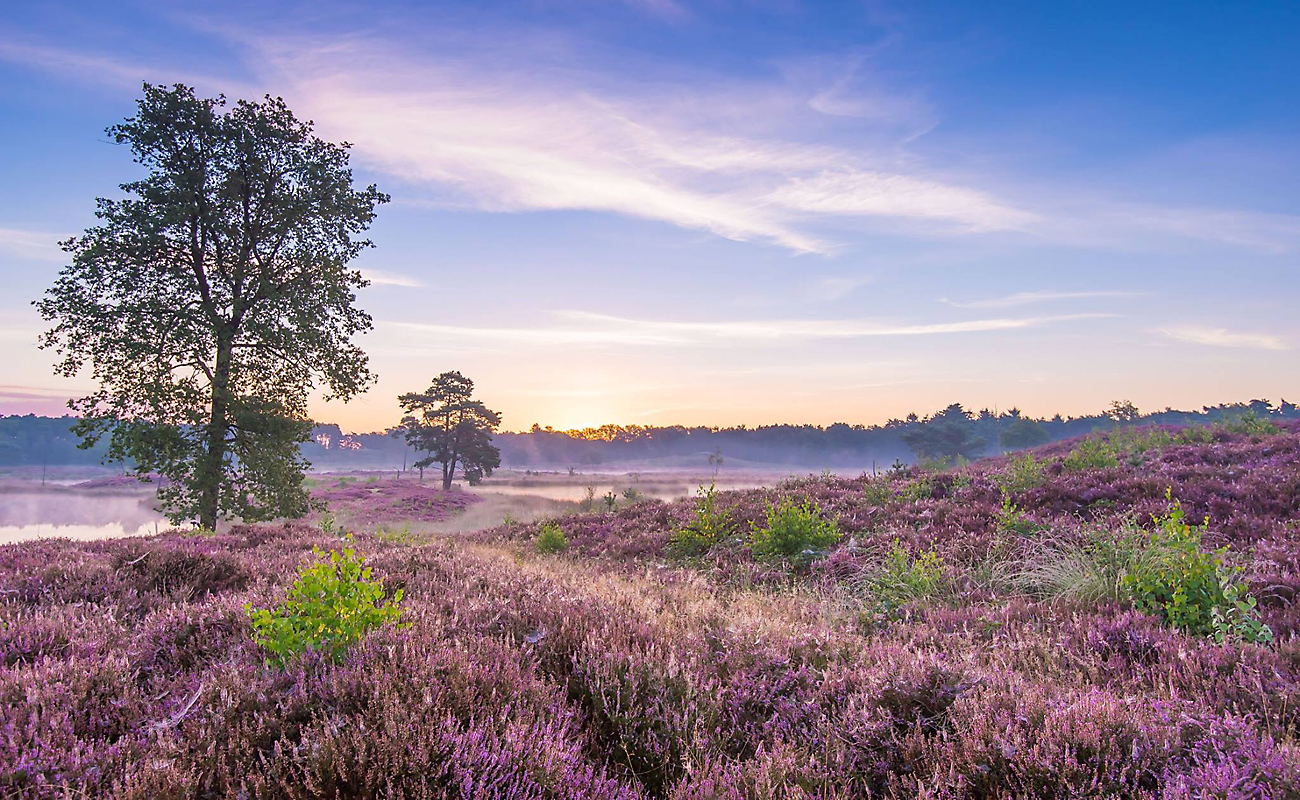 Paarse heide en bomen in ochtendlicht met zachte mist en een heldere blauwe lucht.