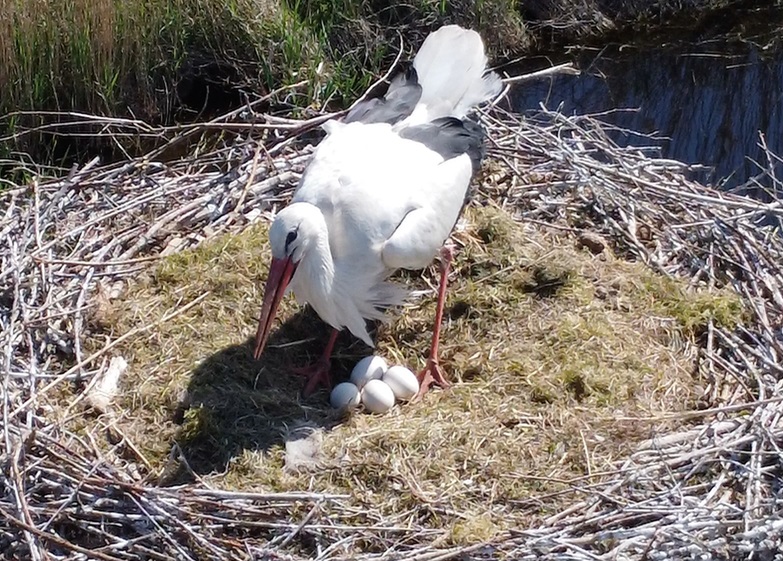 Ooievaar op nest met vier eieren in grasrijke, natuurlijke omgeving.