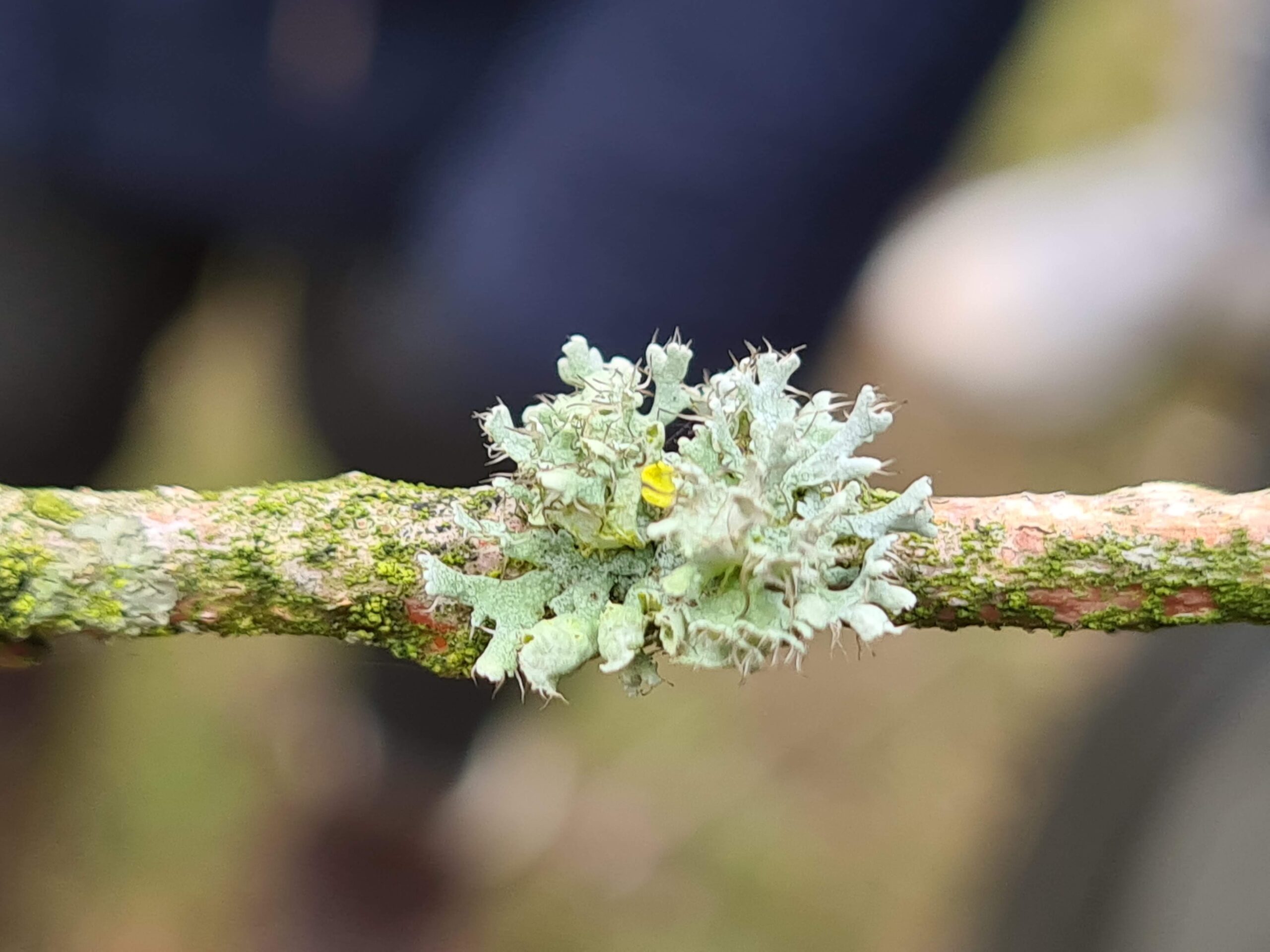 Tak met groene en roze korstmos, scherpe focus op een klein insect. Achtergrond is vaag en donker.