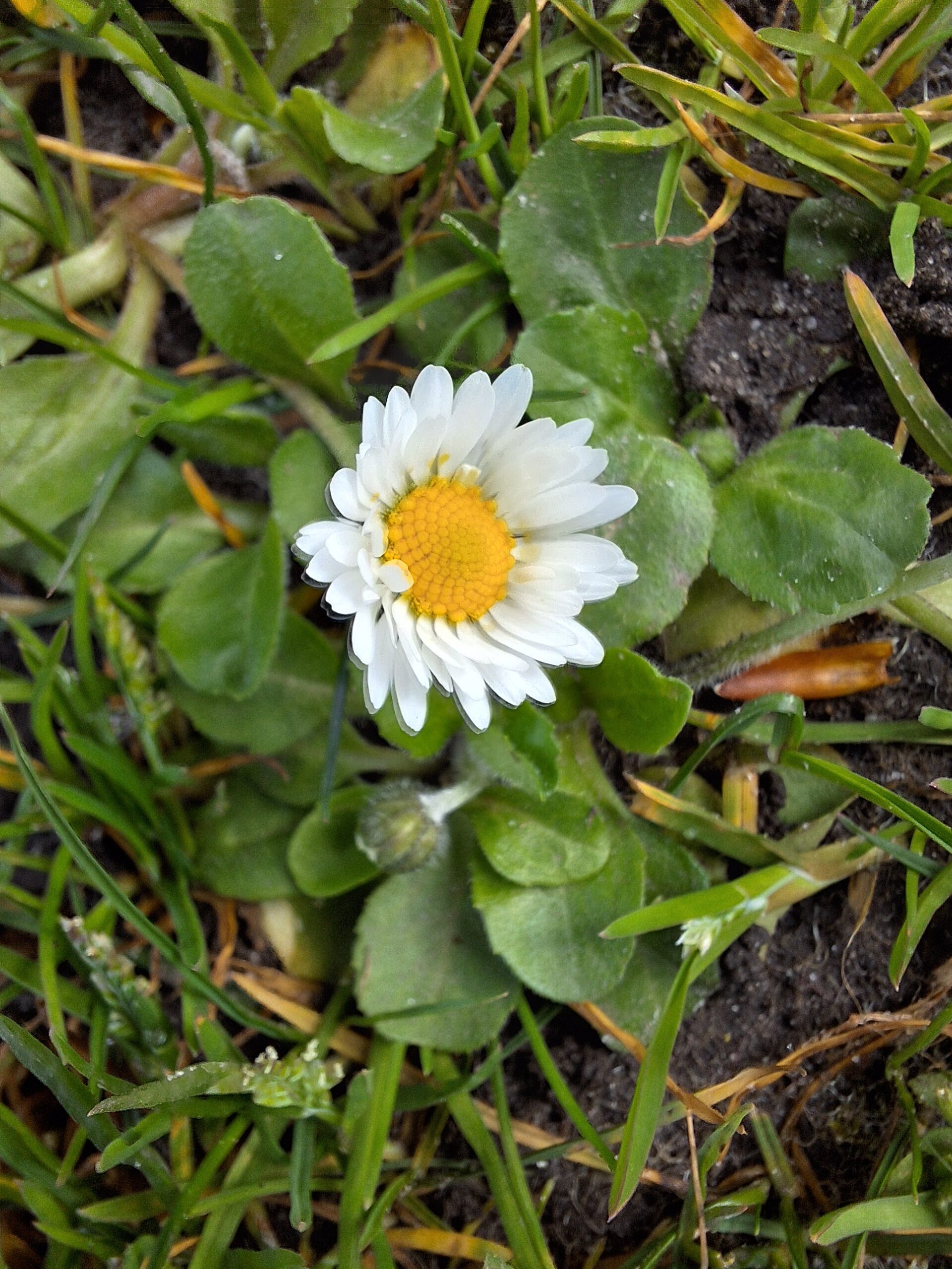 Witte madelief in gras en aarde.