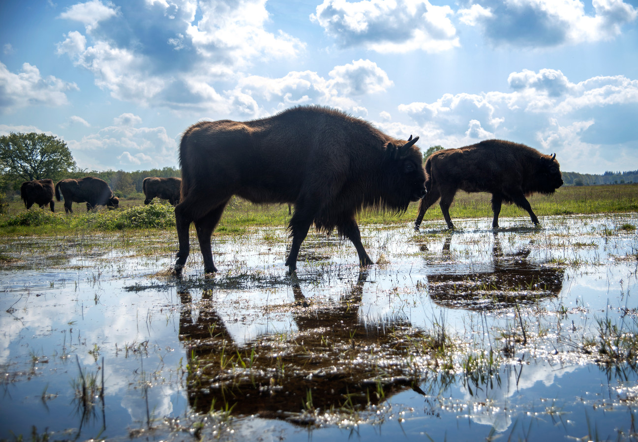 Bizonnen lopen door een drassige wei met weerspiegeling in het water; blauwe lucht en wolken.