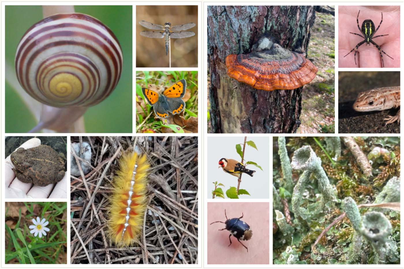 Collage van natuurfoto's: slak, libel, vlinder, paddenstoel, vogel, spin, hagedis en korstmos.