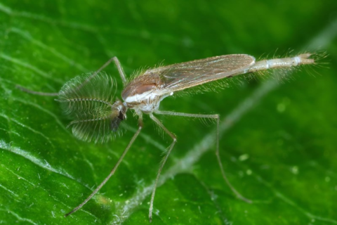 Kleine vlieg met gevederde antennes op een groen blad, close-up.