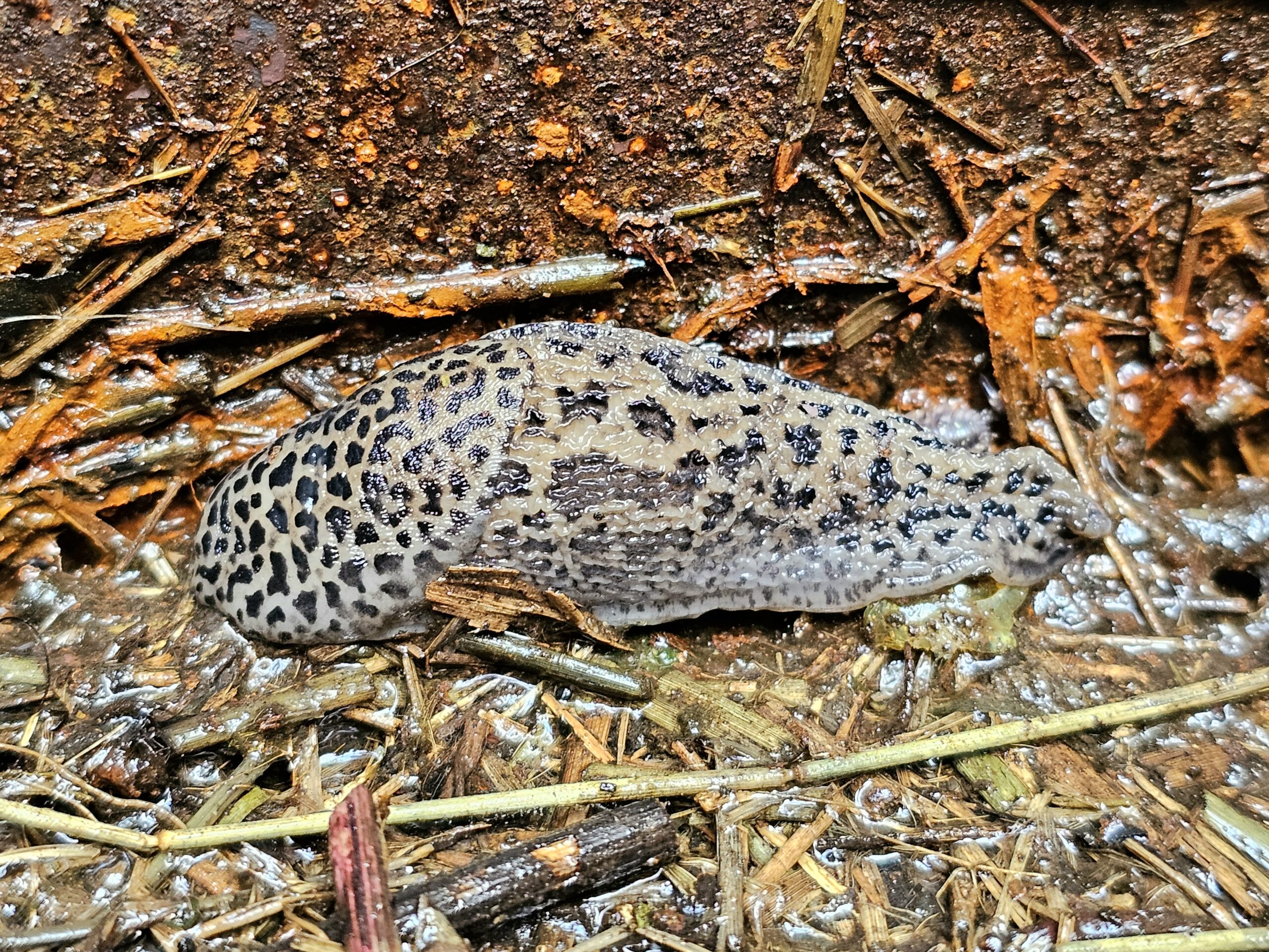 Gevlekte naaktslak op vochtig, met bladeren en takjes bedekt grondoppervlak.