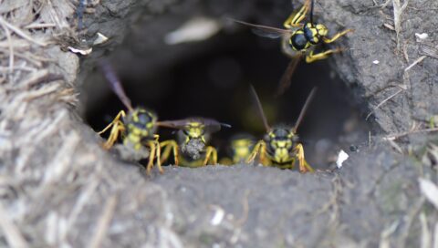 Wespen bij de ingang van een nest in de grond, omringd door aarde en gras.