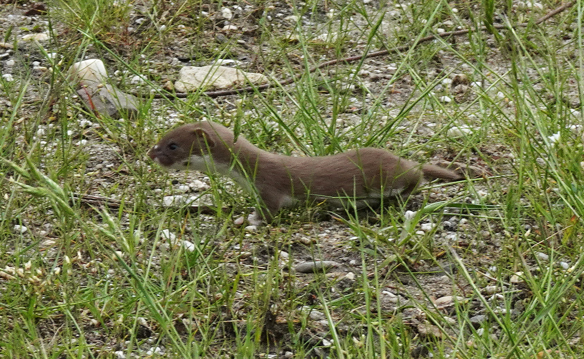 Een marterachtig dier rent over gras en grind.