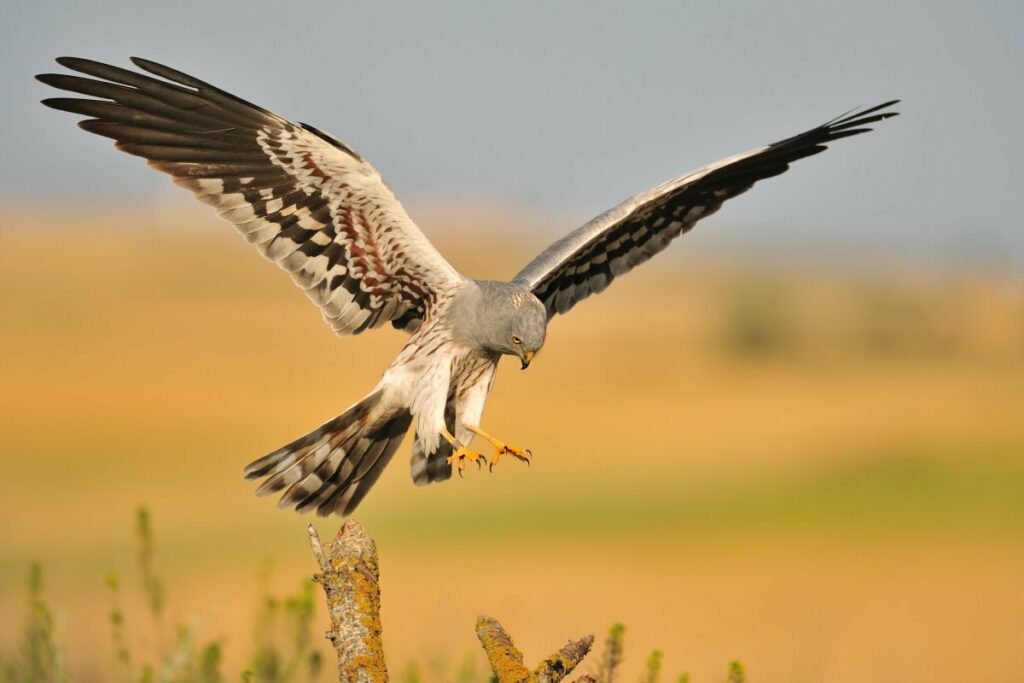 Vliegende roofvogel met gespreide vleugels nadert een boomtak in een gele veldomgeving.