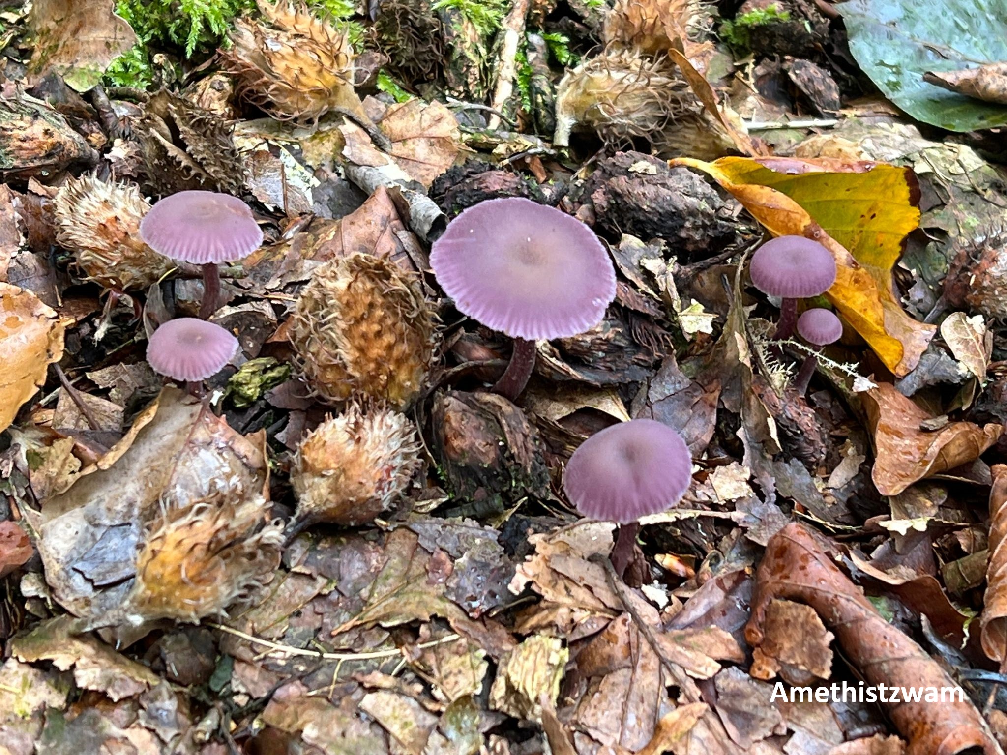 Paarse paddenstoelen tussen bruine bladeren in het bos.