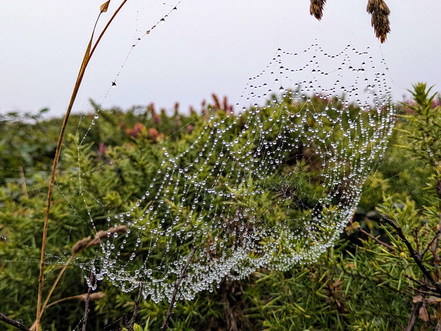 Spinrag met dauwdruppels op gras, tegen een achtergrond van groene struiken.