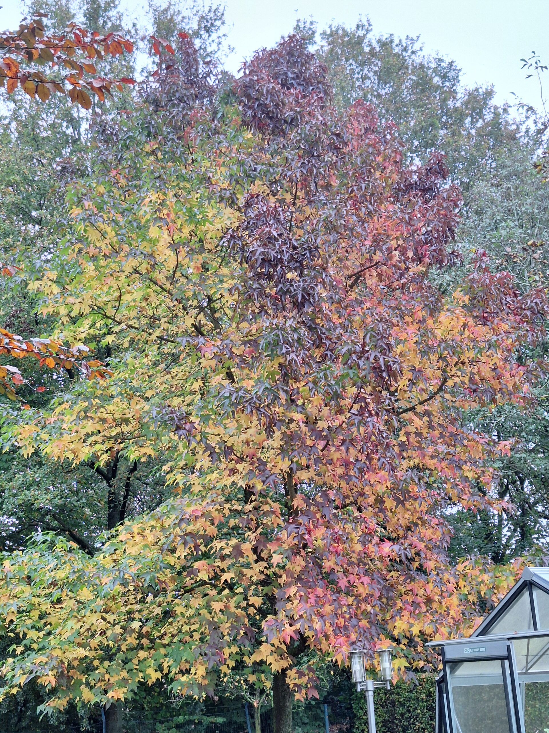 Boom met kleurrijke herfstbladeren in rood, oranje, geel en groen naast een kas.