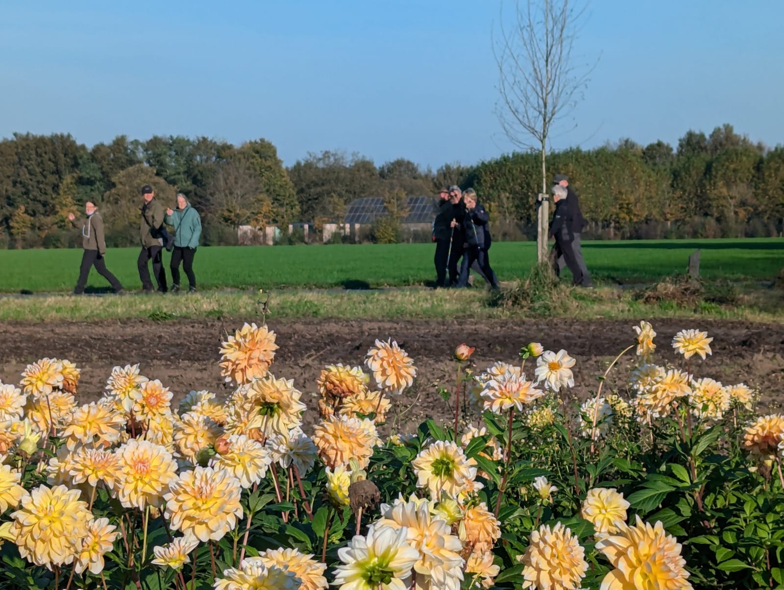 Veld met bloemen op de voorgrond, wandelaars en bomen op de achtergrond onder blauwe hemel.
