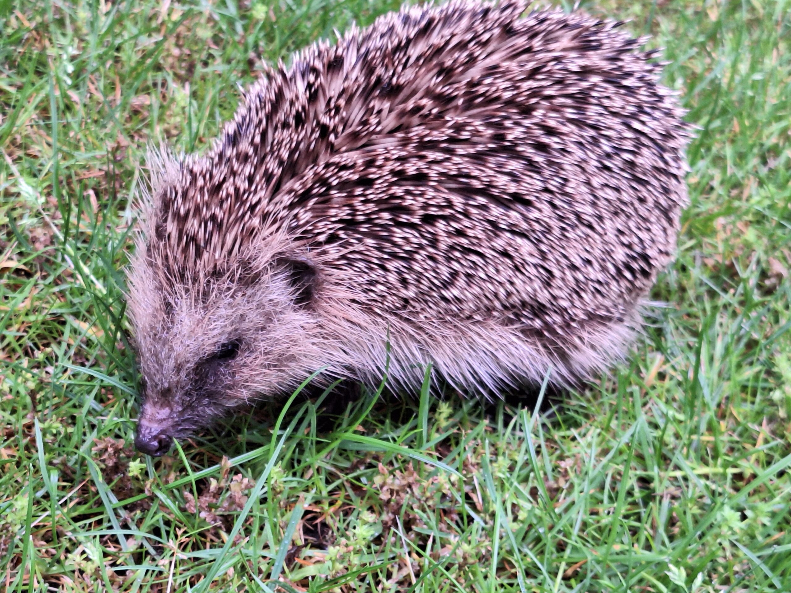 Egel op een grasveld, met stekelige vacht en snuffelend naar voedsel.