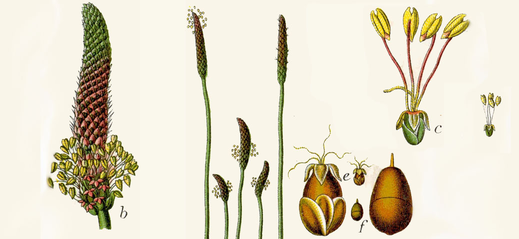 Botanische illustratie van paardenstaartvarianten en details van sporen en kegelstructuren.