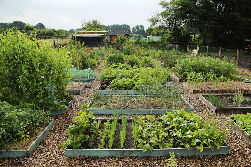 Moestuin met verhoogde bedden, groenten en groen, omringd door bomen en een rustieke omgeving.