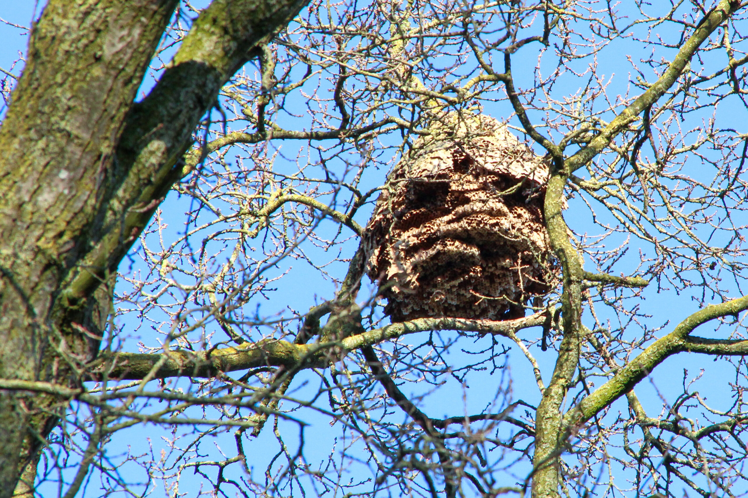 Wespennest hoog in een boom met kale takken, tegen een heldere blauwe lucht.