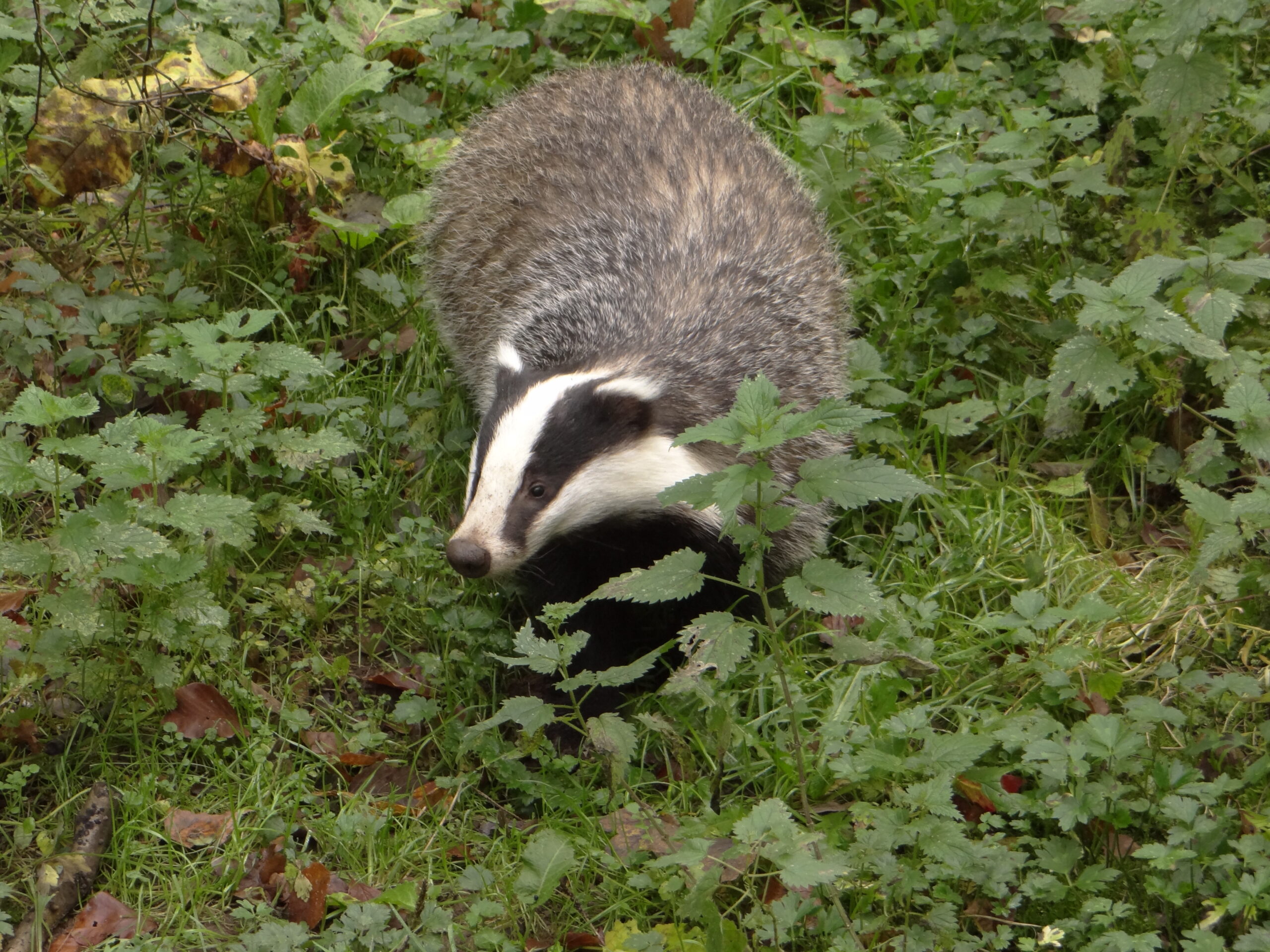 Das in groen gras en bladeren.