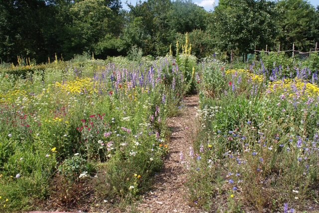 Wilde bloemenweide met een pad, omgeven door kleurrijke bloemen en groene bomen.