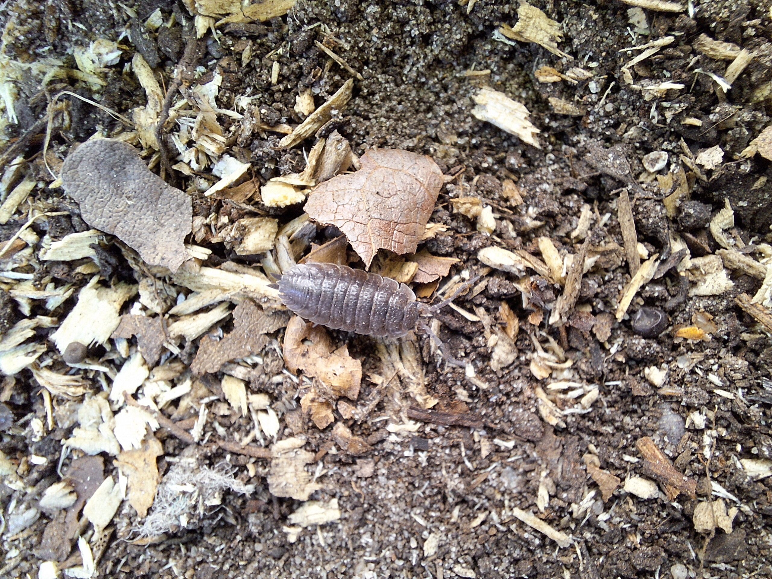 Pissebed op aarde en bladeren, omringd door houtschilfers.