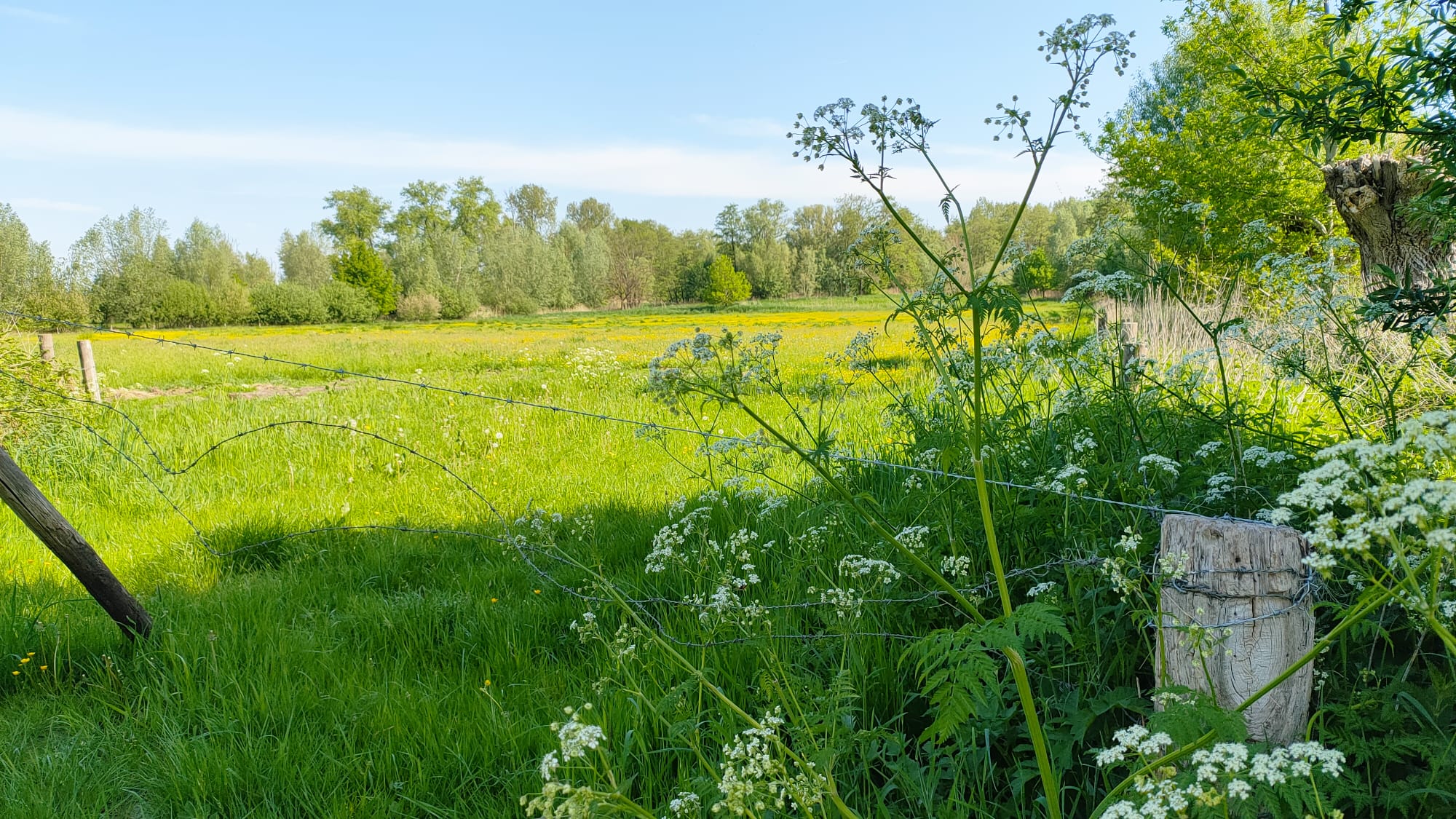 Groen weiland met bloeiende planten en struiken onder een blauwe lucht, omheind met prikkeldraad.