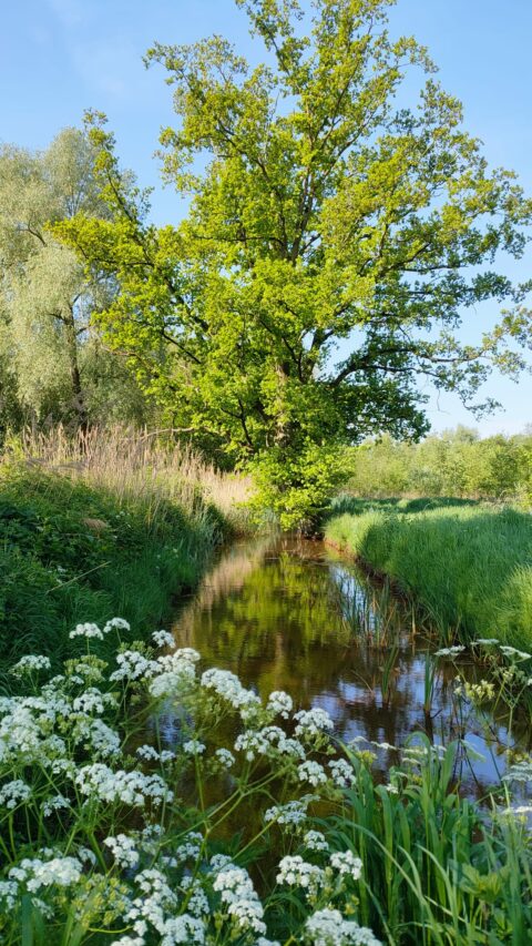 Lentebloemen en een boom langs een rustige beek met helderblauwe lucht.