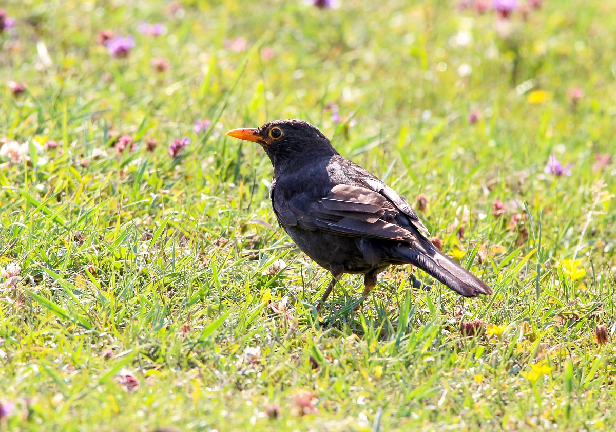 Merel op grasveld met bloeiende klavers en bloemen.