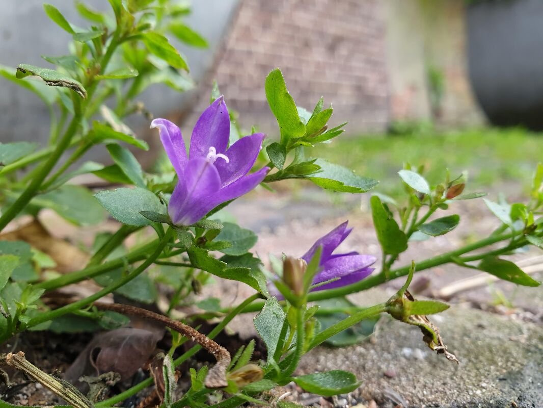 Paarse bloem bloeit tussen groene bladeren op een stenen ondergrond in een tuinomgeving.