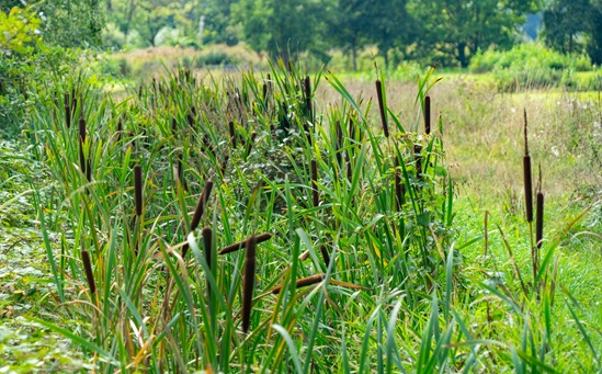 Graslanden met rietpluimen en groene vegetatie onder een heldere lucht.