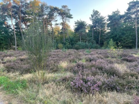 Heideveld met paarse bloemen, omringd door bomen onder een heldere blauwe lucht.