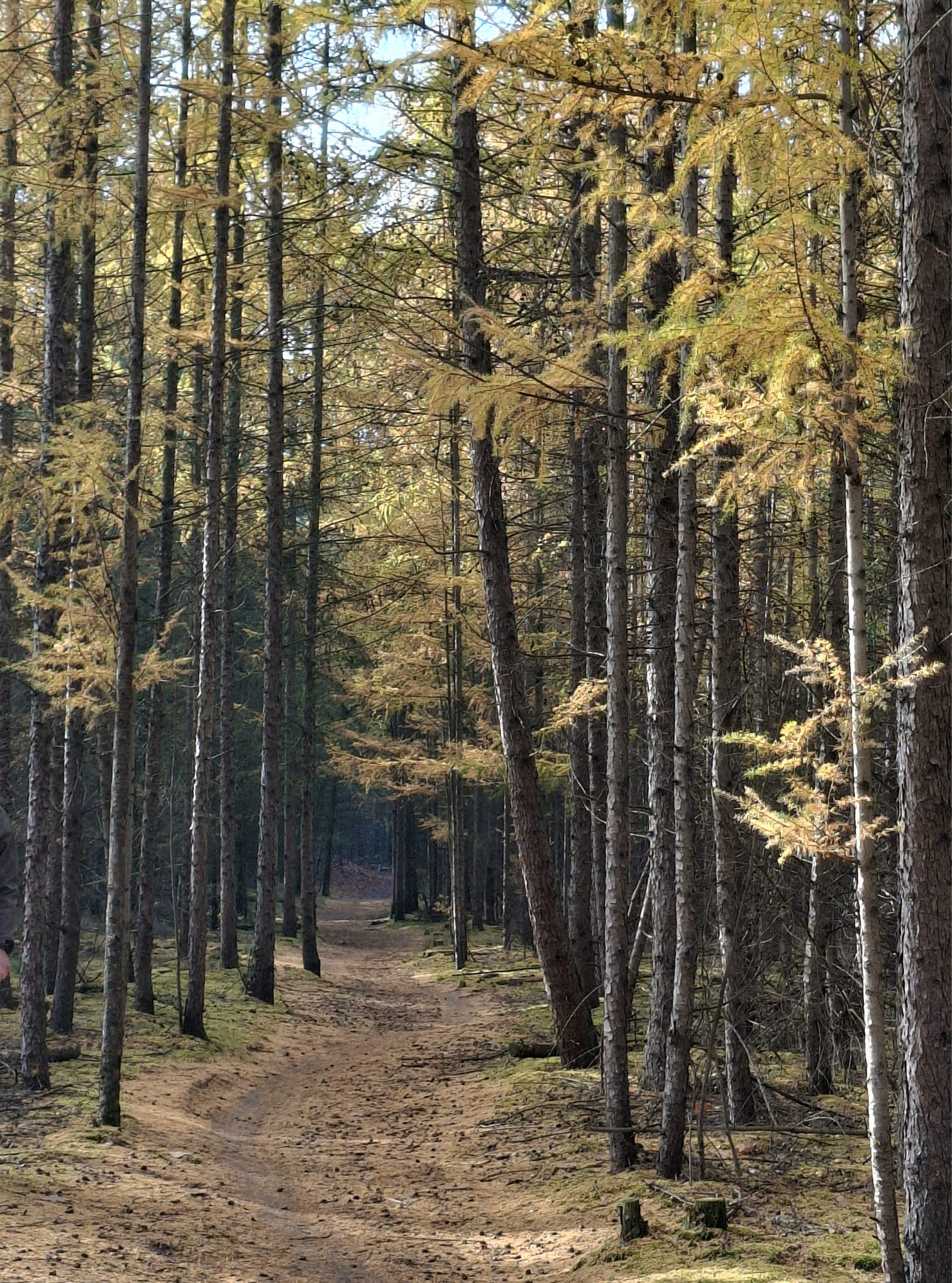 Bos met hoge bomen en een smal bospaadje, bedekt met bruine bladeren.