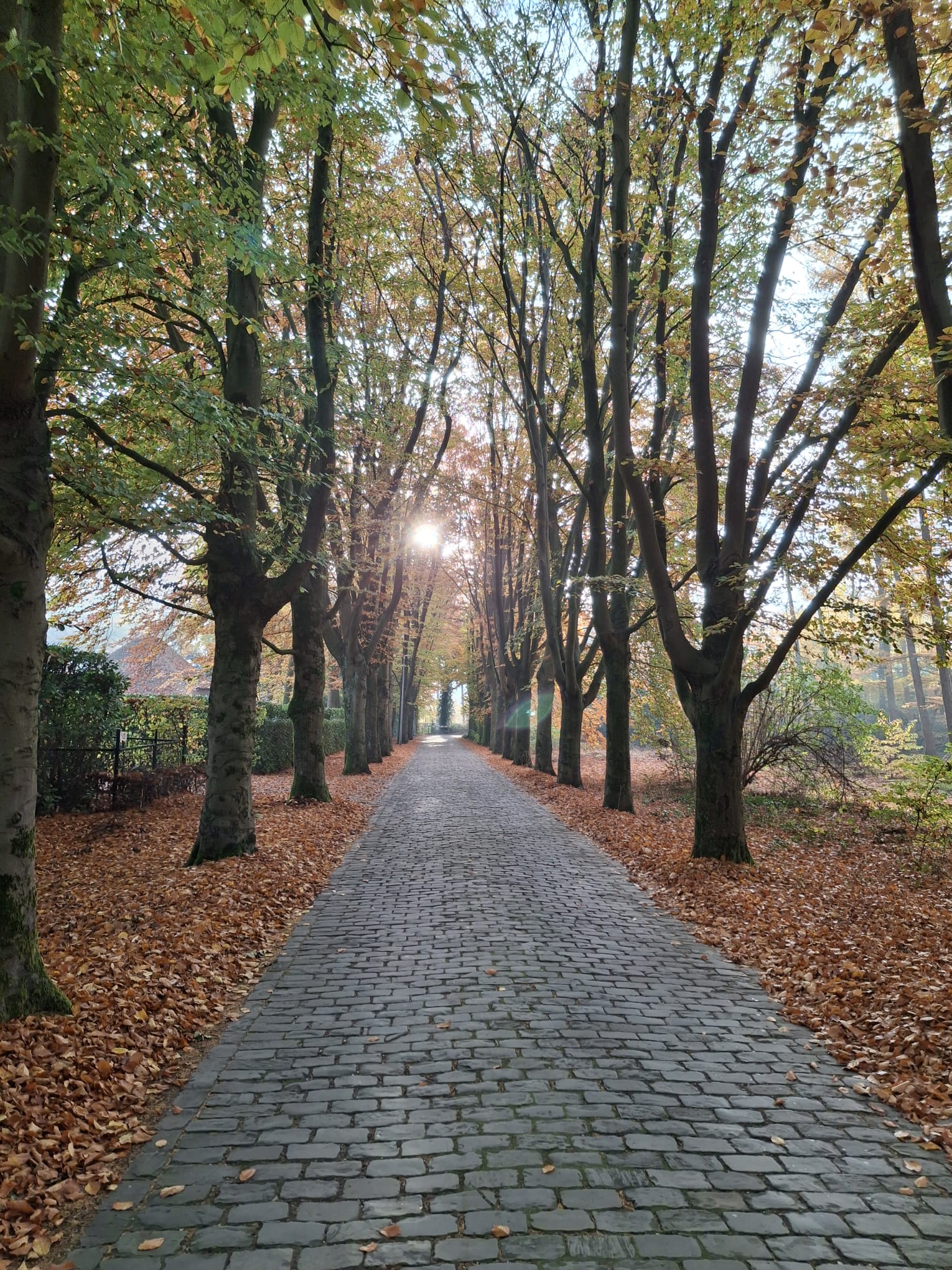 Een met bomen omzoomd pad met herfstbladeren en zonnestralen door het bladerdak.