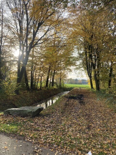 Pad met herfstbladeren langs een beek, omgeven door bomen en zonlicht.