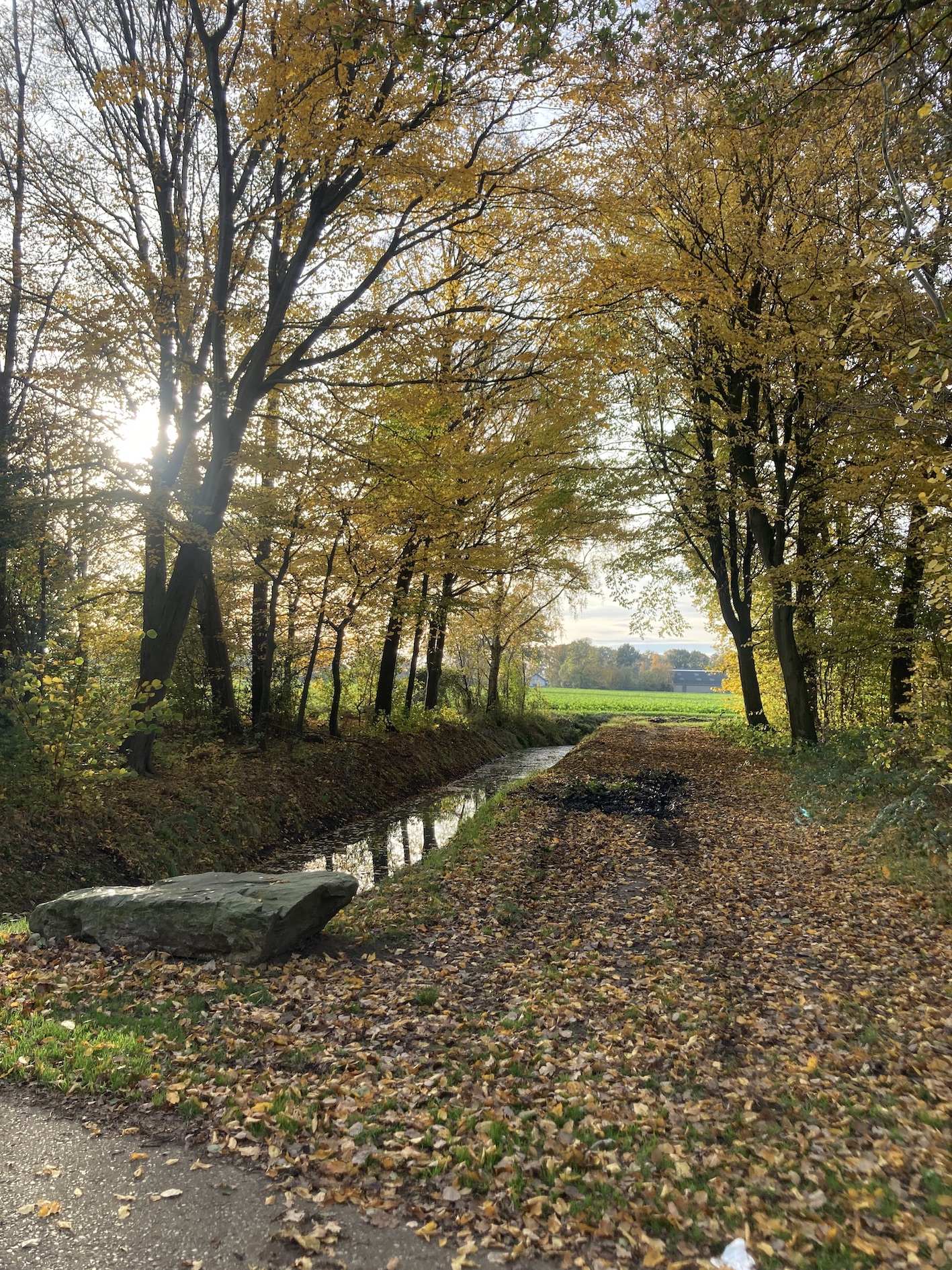 Pad met herfstbladeren langs een beek, omgeven door bomen en zonlicht.