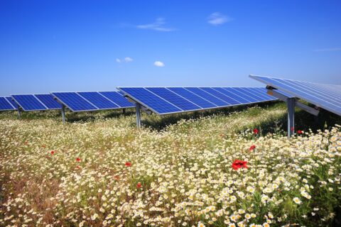 Zonnepanelen staan op een bloemenveld met madeliefjes en klaprozen onder een heldere blauwe hemel.