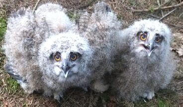 Twee pluizige uilskuikens met grote gele ogen zitten op de grond tussen takken.