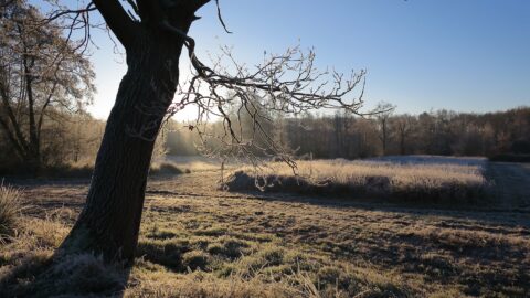 Boom met berijpte takken in een zonnig, bevroren landschap bij zonsopgang.