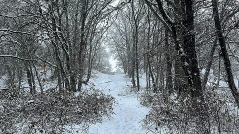 Besneeuwde bosweg met kale bomen, sneeuwvlokken vallen in een winterse omgeving.