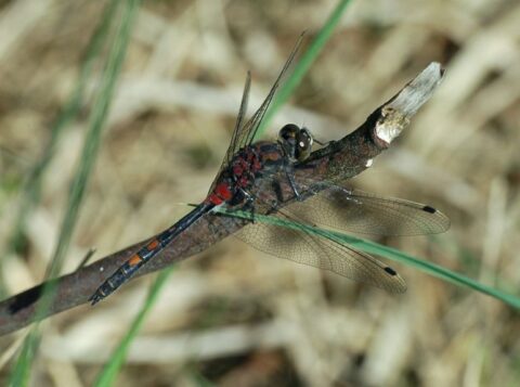 Libelle zit op een tak met groene en bruine achtergrond.