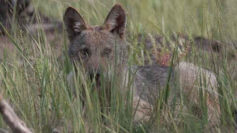 Wolf verstopt zich tussen hoge grassprieten in een weelderige, groene omgeving.