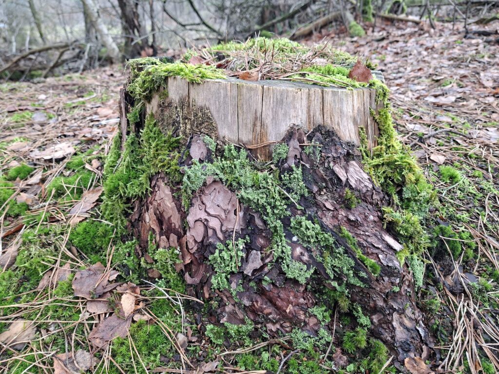Boomstronk bedekt met mos en korstmossen in een bosrijke omgeving.