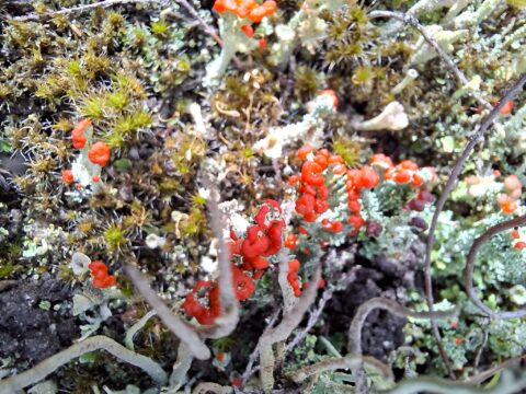 Close-up van mos en korstmossen met felrode vruchtdragers op een bosbodem.