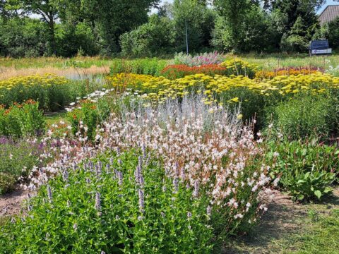 Bloeientuin met diverse kleurrijke bloemen en groen, omgeven door bomen.