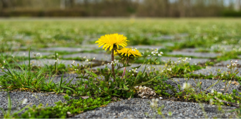 Paardenbloem groeit tussen grijze straatstenen met gras en kleine witte bloemetjes.