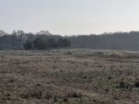 Grijs landschap met kale bomen, gras en een mistige achtergrond.