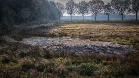 Droogstaande poel omringd door gras en bos, op de achtergrond een rij bomen tegen een bewolkte hemel.