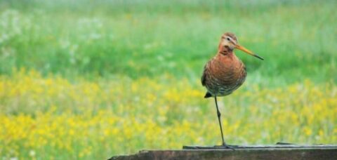Grutto staat op één poot op een hek met groene en gele bloemenweide op de achtergrond.