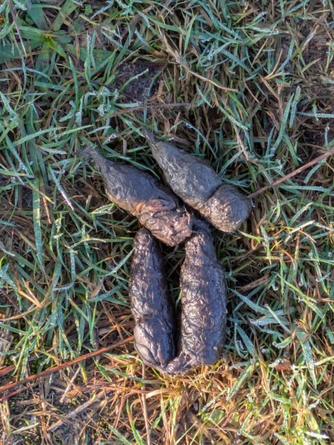 Hondenpoep op gras met dauw.