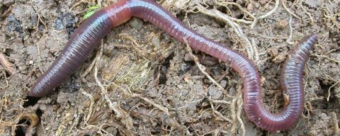 Regenworm kronkelt op vochtige aarde vol wortels en organisch materiaal.