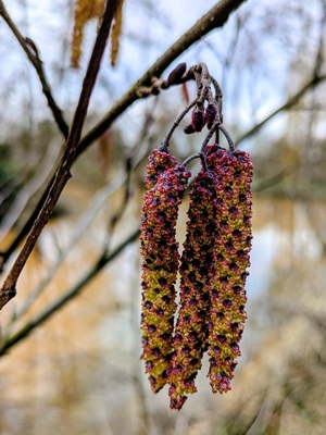Twee paarse en gele katjes aan een tak, met een wazige achtergrond van bomen en water.