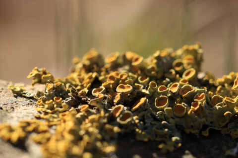 Geel korstmos groeit op een rots met zachte focus achtergrond.