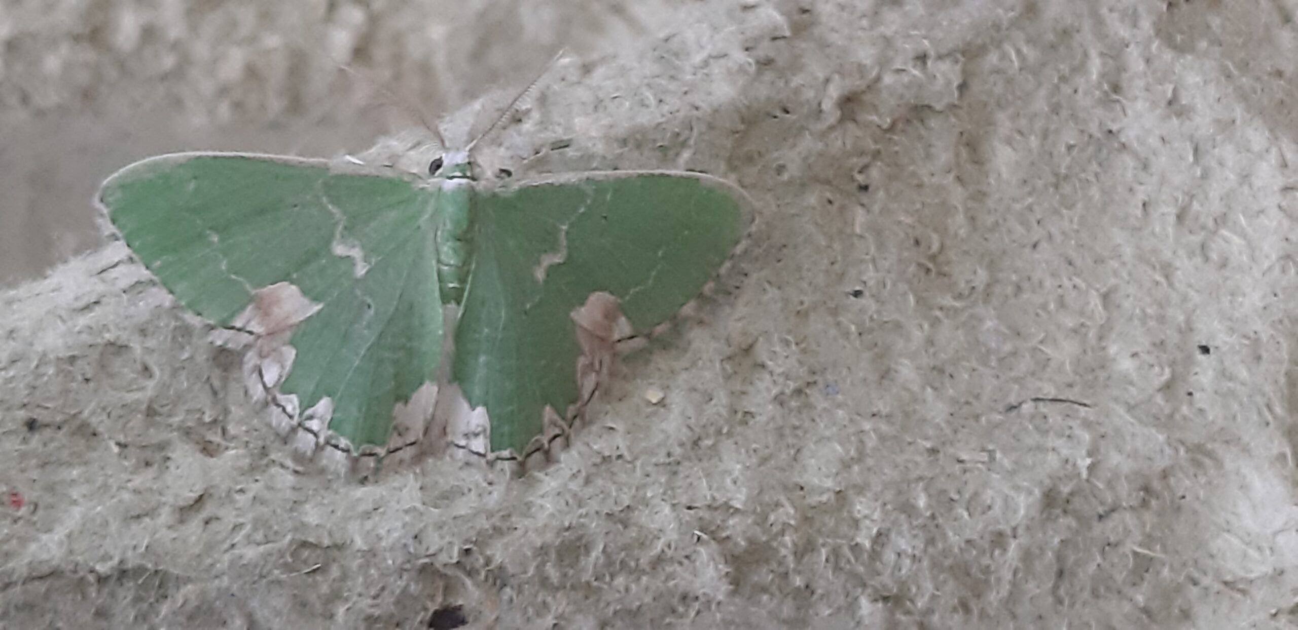 Groene nachtvlinder met bruine en witte accenten op een ruwe, beige achtergrond.